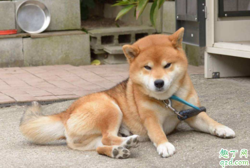 三个月大的柴犬便秘正常吗 狗狗拉不出便便怎么办