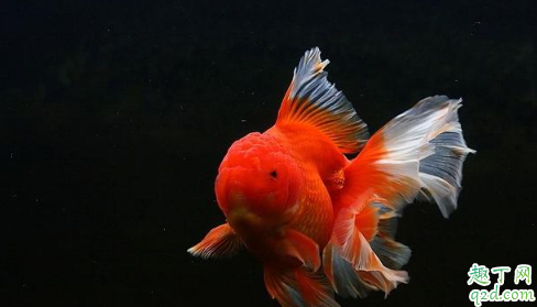 金鱼为什么那么容易死 天气热了怎么防止鱼死