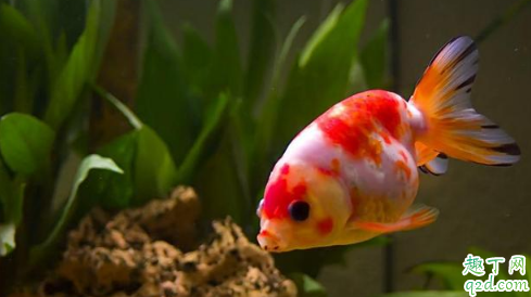 金鱼为什么那么容易死 天气热了怎么防止鱼死