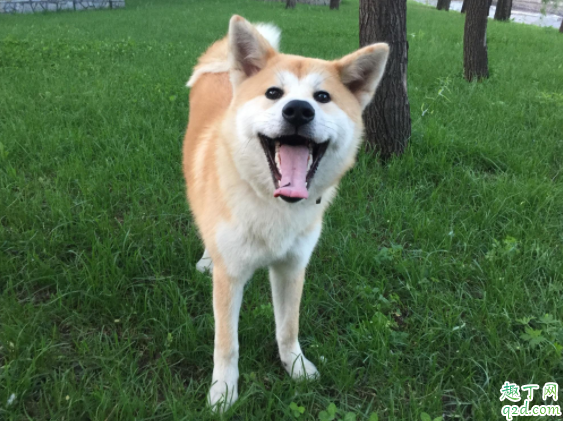 柴犬和秋田犬哪个好养 柴犬和秋田犬怎么分别