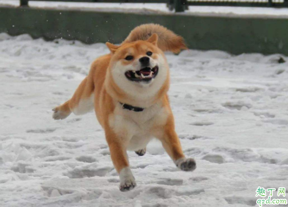 柴犬和秋田犬哪个好养 柴犬和秋田犬怎么分别