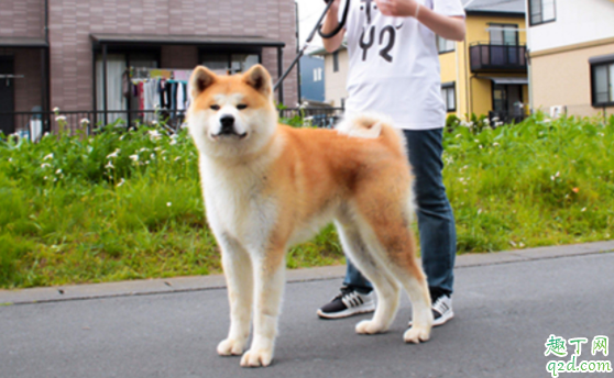 柴犬和秋田犬哪个好养 柴犬和秋田犬怎么分别