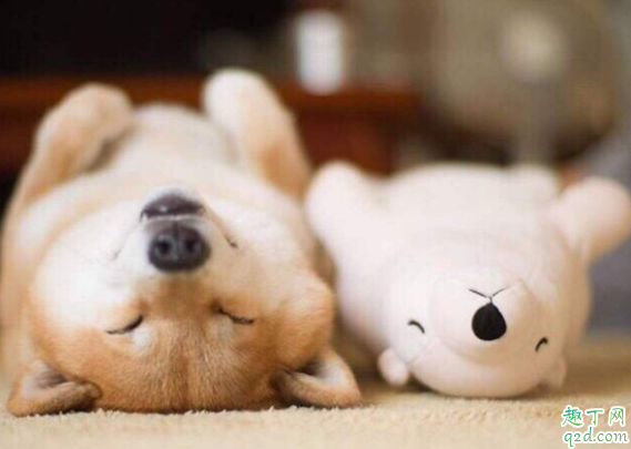 柴犬和秋田犬哪个好养 柴犬和秋田犬怎么分别