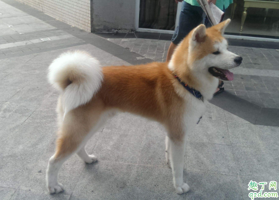 柴犬和秋田犬哪个好养 柴犬和秋田犬怎么分别