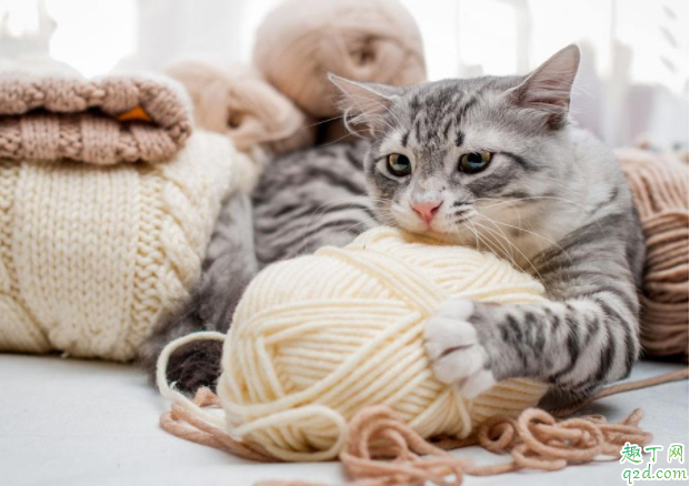 怎么让猫咪发腮 猫咪腮帮子鼓不起来怎么办