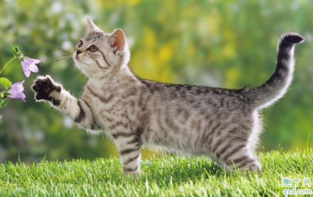 怎么让猫咪发腮 猫咪腮帮子鼓不起来怎么办