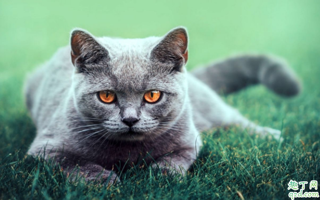 怎么让猫咪发腮 猫咪腮帮子鼓不起来怎么办