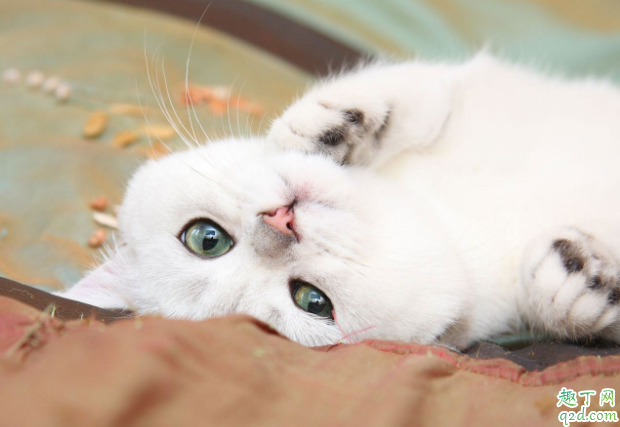 怎么让猫咪发腮 猫咪腮帮子鼓不起来怎么办