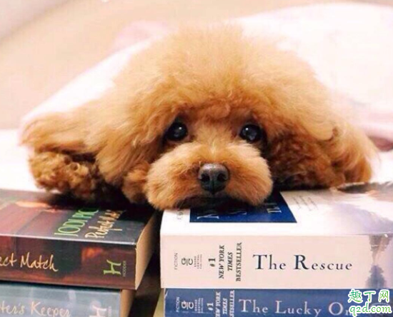 泰迪狗狗能不能吃水果 可以喂泰迪吃米饭吗