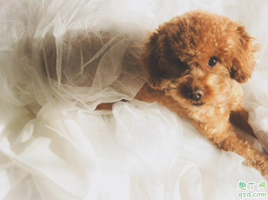 泰迪狗狗能不能吃水果 可以喂泰迪吃米饭吗