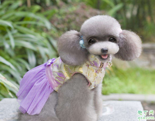 泰迪狗狗能不能吃水果 可以喂泰迪吃米饭吗