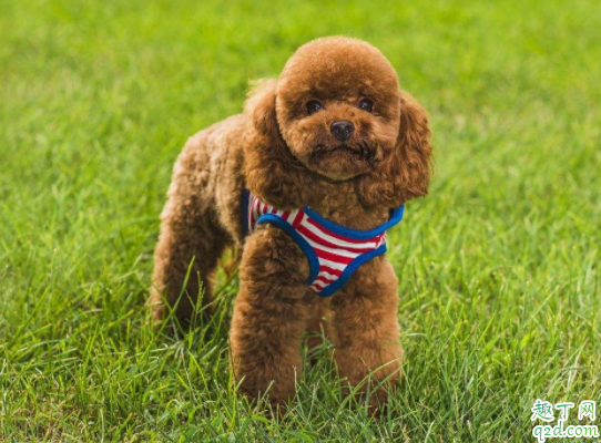 泰迪狗狗能不能吃水果 可以喂泰迪吃米饭吗