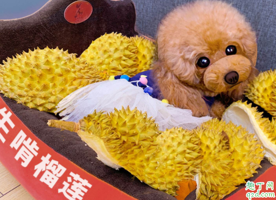 泰迪狗狗能不能吃水果 可以喂泰迪吃米饭吗