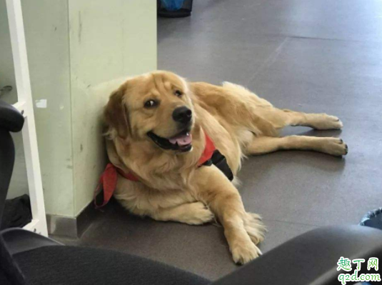 狗可以放笼子里养吗 狗狗体内体外驱虫多久一次