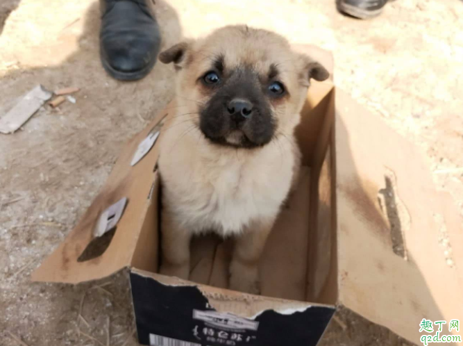 土狗选什么样子的最好 农村土狗寿命是多少年