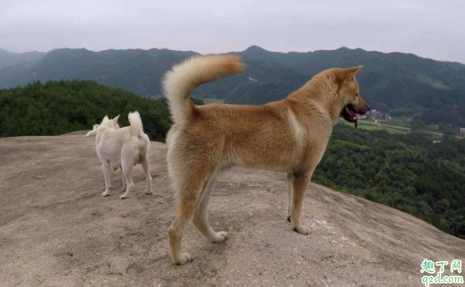 土狗选什么样子的最好 农村土狗寿命是多少年