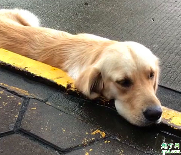 金毛两个月可以喂零食吗 金毛犬禁忌吃什么