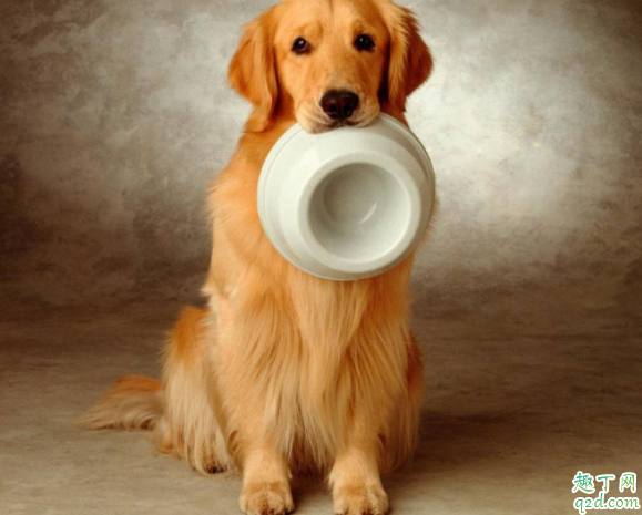 金毛两个月可以喂零食吗 金毛犬禁忌吃什么