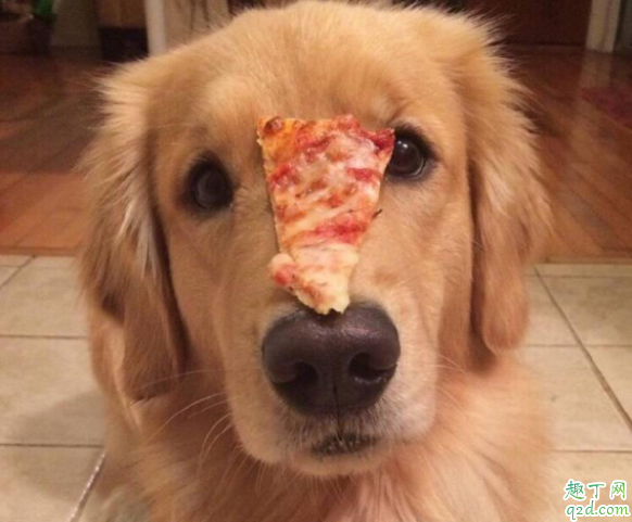 金毛两个月可以喂零食吗 金毛犬禁忌吃什么