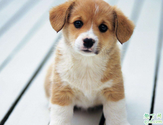 狗狗多大喂成犬粮 两个月的狗狗吃狗粮要泡水吗