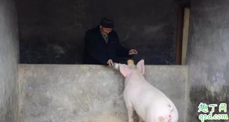 散养户以后能不能养猪 养猪越来越难了怎么办