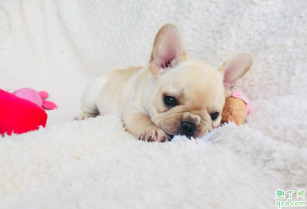 狗打了疫苗几天可以洗澡 狗打完疫苗多久能出门