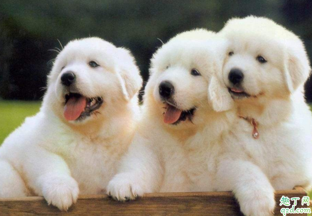 狗打了疫苗几天可以洗澡 狗打完疫苗多久能出门