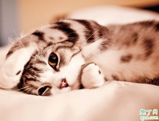 猫耳疥虫会不会传染给人 猫咪有耳螨怎么消毒