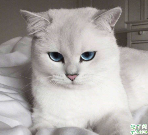 猫耳疥虫会不会传染给人 猫咪有耳螨怎么消毒