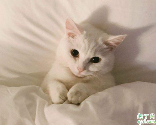 猫耳疥虫会不会传染给人 猫咪有耳螨怎么消毒