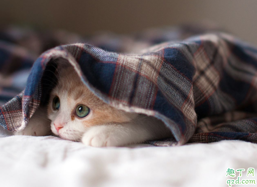 猫耳疥虫会不会传染给人 猫咪有耳螨怎么消毒