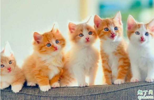 猫怕冷不怕热吗 猫咪可以吹空调吗