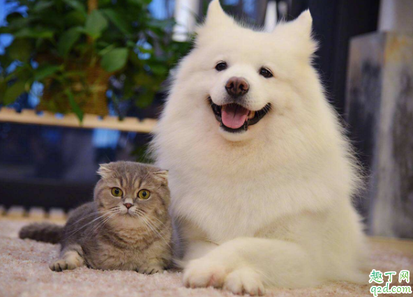 猫怕冷不怕热吗 猫咪可以吹空调吗