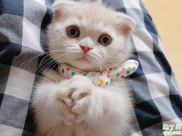 猫怕冷不怕热吗 猫咪可以吹空调吗