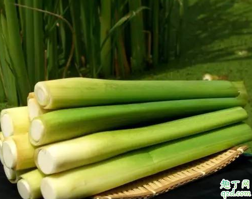 茭白地里养龙虾可以吗 茭白田里养龙虾要注意什么