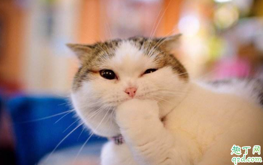 猫咪吃西红柿没事吧 可以喂猫吃咸的吗