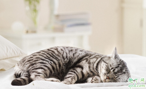 猫咪吃西红柿没事吧 可以喂猫吃咸的吗