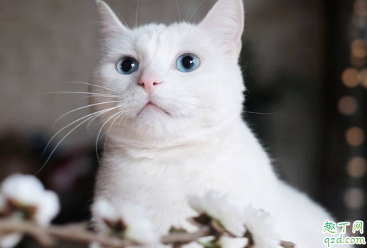 猫咪吃西红柿没事吧 可以喂猫吃咸的吗