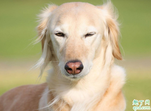 狗狗一年四季掉毛怎么回事 狗狗四季掉毛厉害怎么办