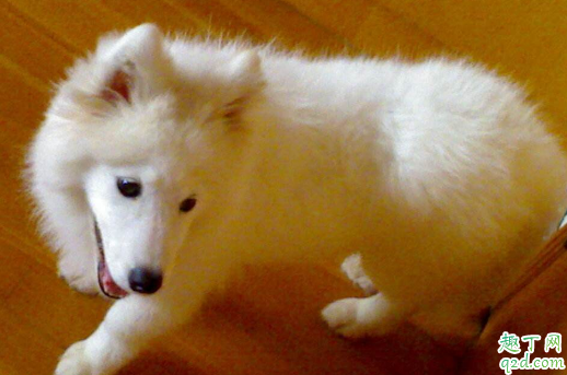 狗狗一年四季掉毛怎么回事 狗狗四季掉毛厉害怎么办