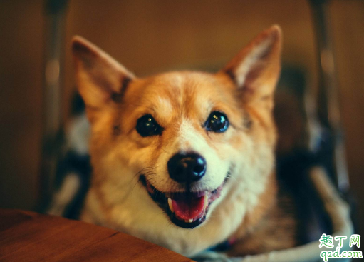 狗狗一年四季掉毛怎么回事 狗狗四季掉毛厉害怎么办