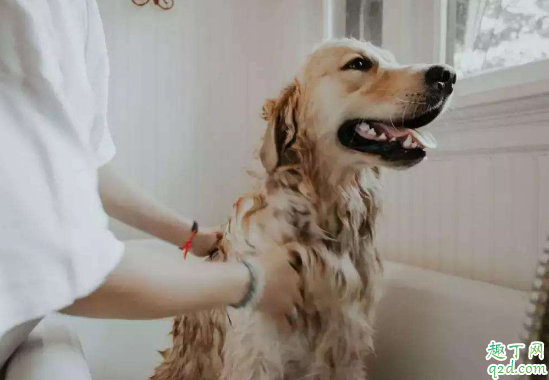 狗狗一年四季掉毛怎么回事 狗狗四季掉毛厉害怎么办