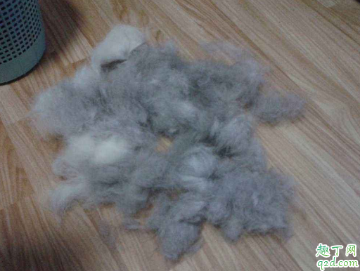 狗狗一年四季掉毛怎么回事 狗狗四季掉毛厉害怎么办