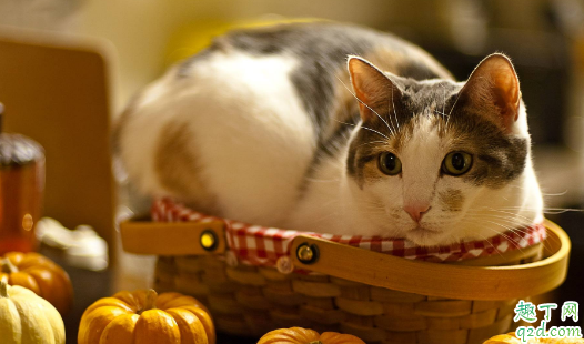 猫咪贫血怎么补血 猫贫血吃啥