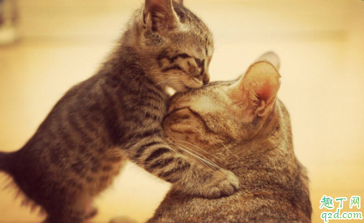 猫藓喷药后皮肤变黑正常么 猫咪长猫藓的皮肤为什么是黑色的