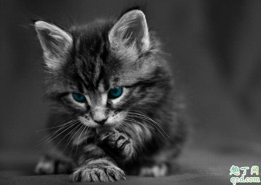 猫藓喷药后皮肤变黑正常么 猫咪长猫藓的皮肤为什么是黑色的