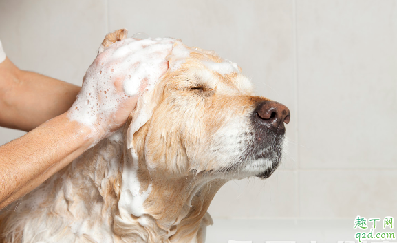 给宠物洗澡有必要去宠物医院吗 宠物多久洗一次澡最合适