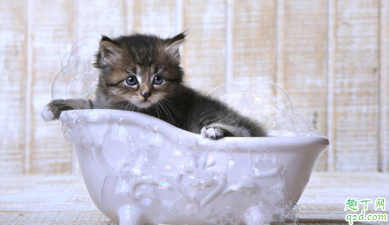 猫咪洗澡不配合怎么办 猫咪洗澡呛水该如何处理