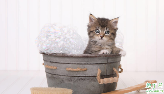 猫咪洗澡不配合怎么办 猫咪洗澡呛水该如何处理