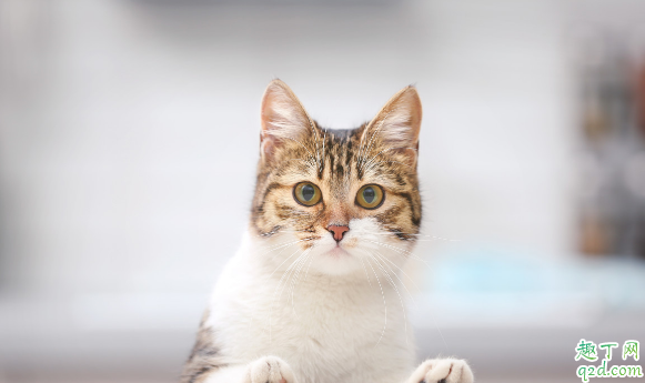 猫咪老呕吐正常吗 小猫呕吐怎么解决